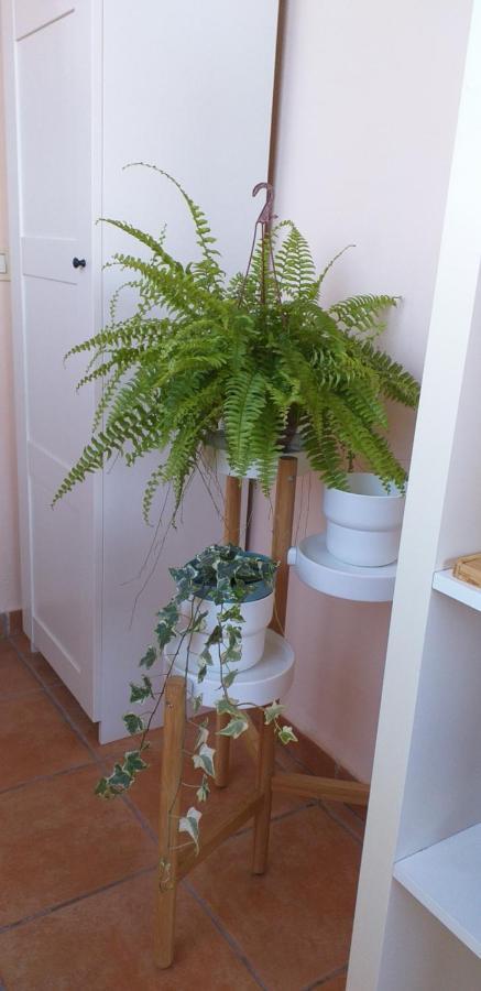 Apartmán Marjul II Garachico  Exteriér fotografie